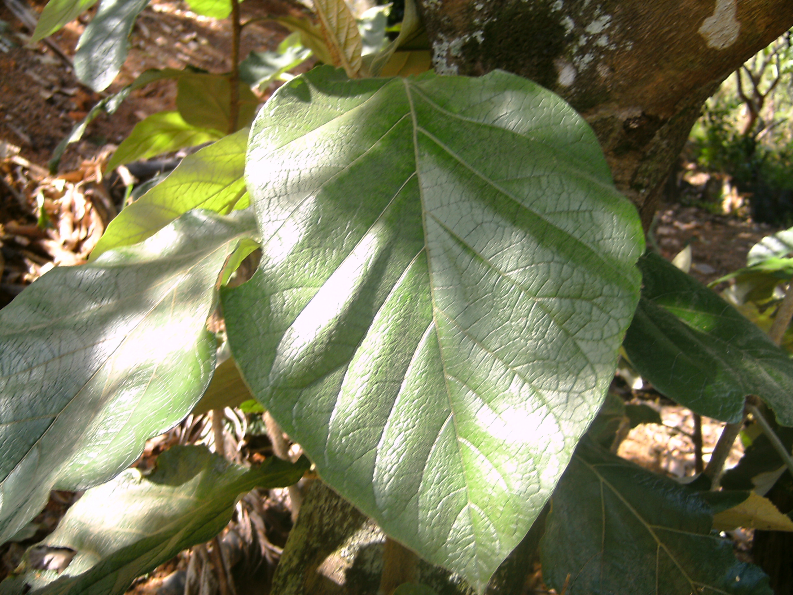 pana seia